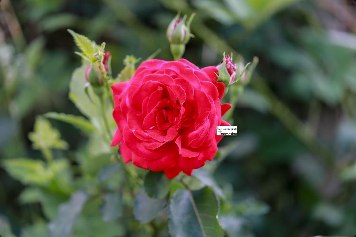 Arôme à patisserie - Rose alimentaire